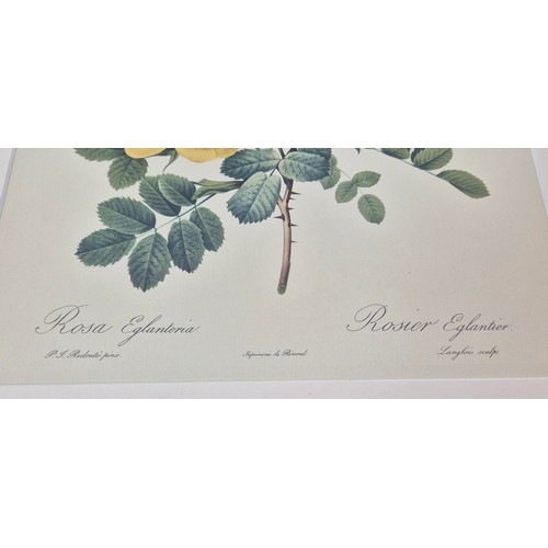 33 - AFTER PIERRE JOSEPH REDOUTE, set of six botanical lithographs, 36cm x 26cm. (6)