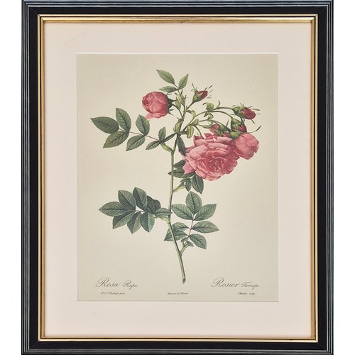 33 - AFTER PIERRE JOSEPH REDOUTE, set of six botanical lithographs, 36cm x 26cm. (6)