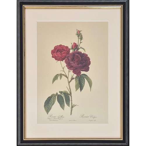 33 - AFTER PIERRE JOSEPH REDOUTE, set of six botanical lithographs, 36cm x 26cm. (6)