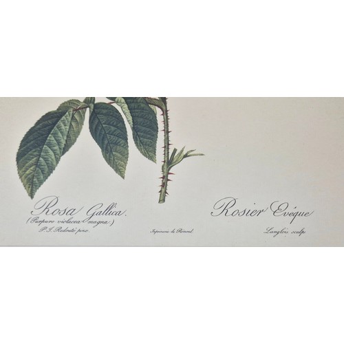 33 - AFTER PIERRE JOSEPH REDOUTE, set of six botanical lithographs, 36cm x 26cm. (6)