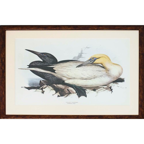 34 - FOUR PRINTS HAND COLOURED LITHOGRAPHS BY EDWARD LEAR. (4)