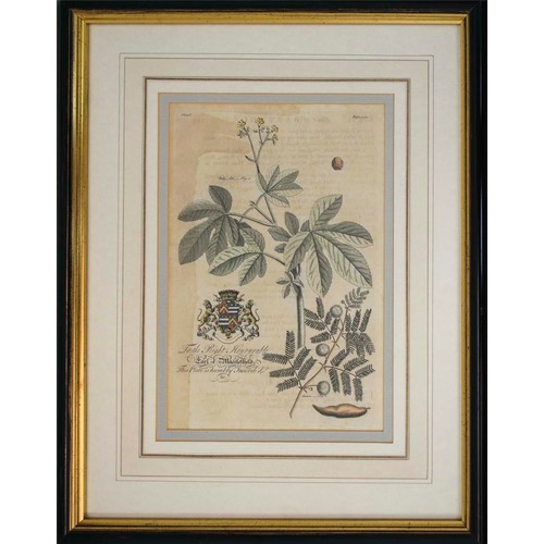 43 - NINE VARIOUS BOTANICAL PRINTS, depicting various trees and plants, probably 19th century, all mounte... 