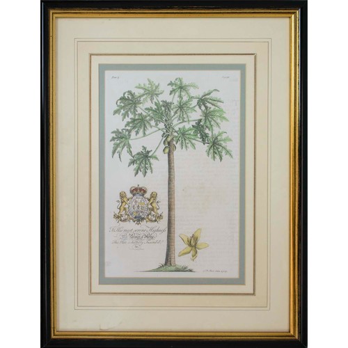 43 - NINE VARIOUS BOTANICAL PRINTS, depicting various trees and plants, probably 19th century, all mounte... 