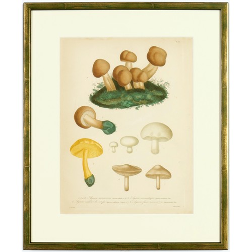 144 - JOSEPH ROQUES, Truffles and mushrooms, rare set of nine French engravings with hand colouring, from ... 