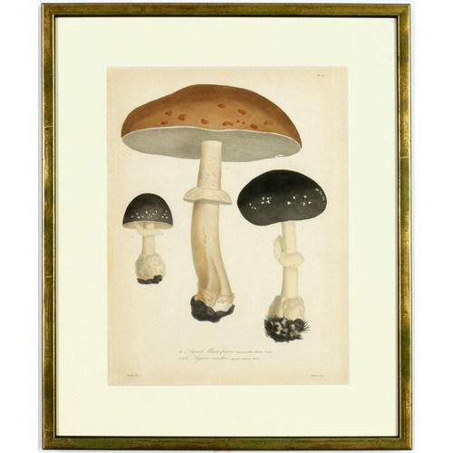 144 - JOSEPH ROQUES, Truffles and mushrooms, rare set of nine French engravings with hand colouring, from ... 