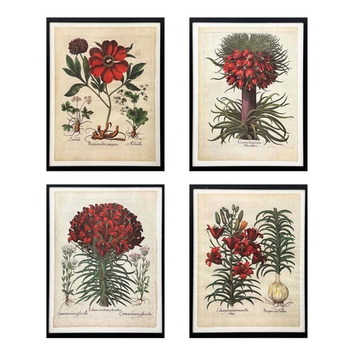 48 - AFTER BASILIUS BESLER (German 1561-1629), a set of four botanical prints, each 60cm x 47cm, framed. ... 