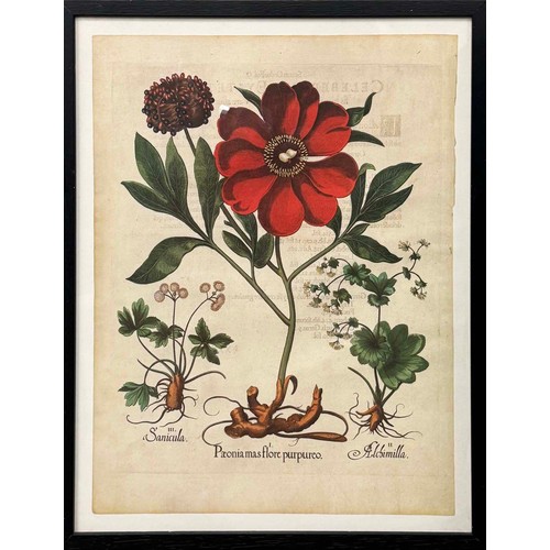 48 - AFTER BASILIUS BESLER (German 1561-1629), a set of four botanical prints, each 60cm x 47cm, framed. ... 