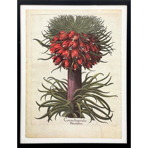 48 - AFTER BASILIUS BESLER (German 1561-1629), a set of four botanical prints, each 60cm x 47cm, framed. ... 