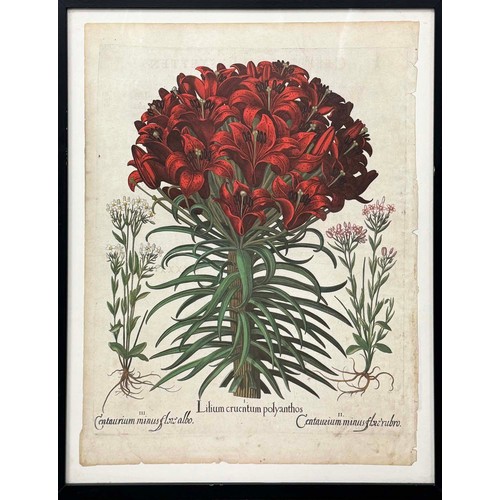 48 - AFTER BASILIUS BESLER (German 1561-1629), a set of four botanical prints, each 60cm x 47cm, framed. ... 