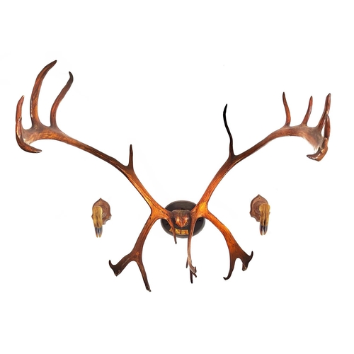 491 - ANTLERS, 84cm W x 75cm H, and two hook wall pegs.