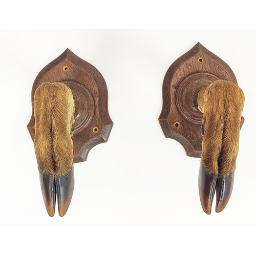 491 - ANTLERS, 84cm W x 75cm H, and two hook wall pegs.