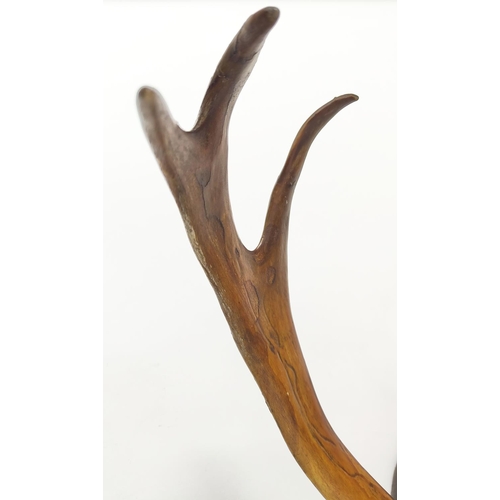 491 - ANTLERS, 84cm W x 75cm H, and two hook wall pegs.