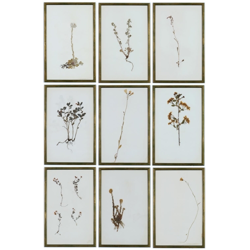 235 - 19TH CENTURY FRENCH HERBIERS, a set of nine, 40cm x 25cm each.