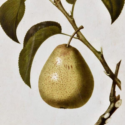 515 - BOTANICAL PRINTS, a set of four depicting pears, framed, 50cm H x 40cm W. (4)