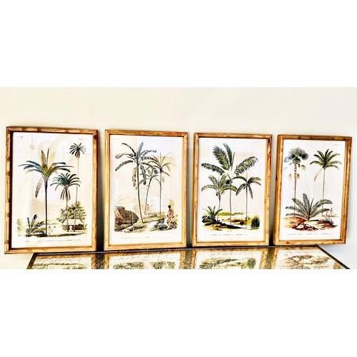 498 - BOTANICAL PALM TREE PRINTS, a set of four, framed and glazed, 50cm H x 35cm W. (4)