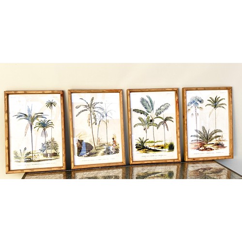 498 - BOTANICAL PALM TREE PRINTS, a set of four, framed and glazed, 50cm H x 35cm W. (4)