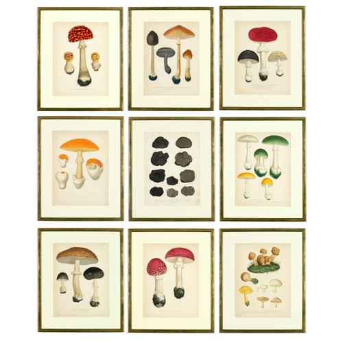 84 - JOSEPH ROQUES, Truffles and mushrooms, rare set of nine French engravings with hand colouring, from ... 