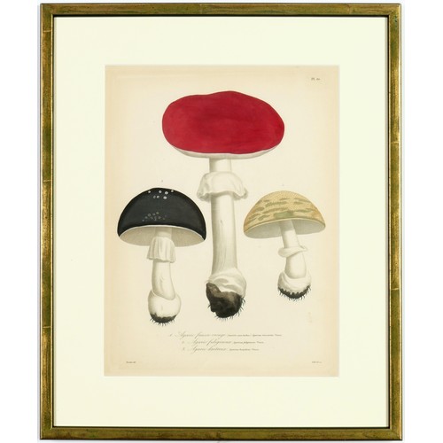 84 - JOSEPH ROQUES, Truffles and mushrooms, rare set of nine French engravings with hand colouring, from ... 