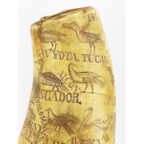 30 - SCRIMSHAW HORN POWDER FLASK, decorated with exotic fauna, inscribed 'Abryl 25 Del 84, Lopynto Pascas... 