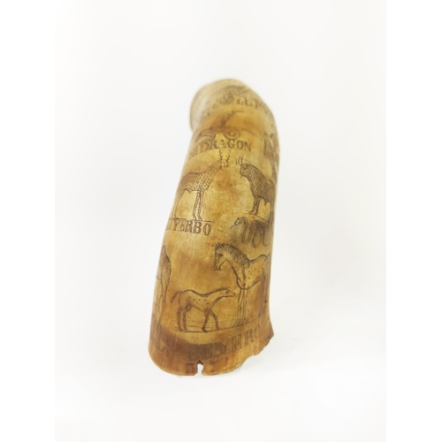 30 - SCRIMSHAW HORN POWDER FLASK, decorated with exotic fauna, inscribed 'Abryl 25 Del 84, Lopynto Pascas... 