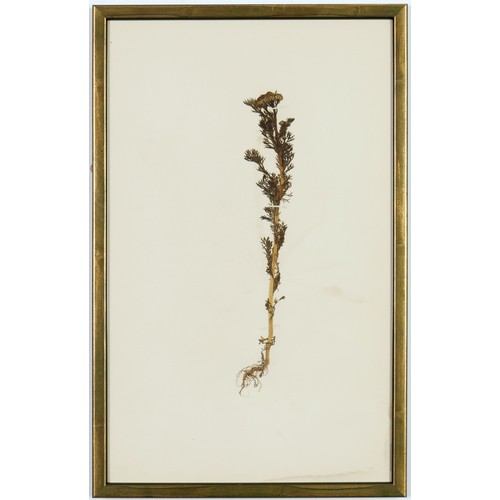 82 - 19TH CENTURY FRENCH HERBARIUM, a set of six, 40cm x 25cm each.