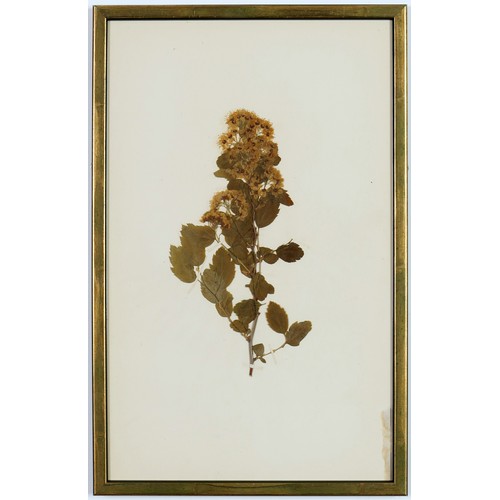 82 - 19TH CENTURY FRENCH HERBARIUM, a set of six, 40cm x 25cm each.