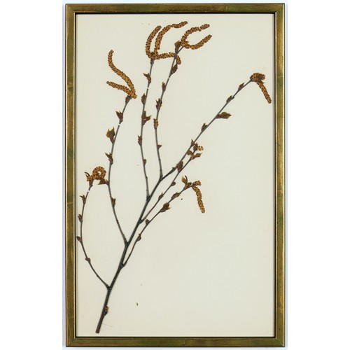 82 - 19TH CENTURY FRENCH HERBARIUM, a set of six, 40cm x 25cm each.