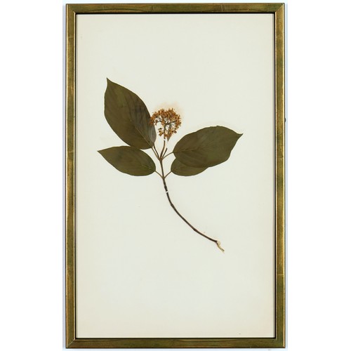 82 - 19TH CENTURY FRENCH HERBARIUM, a set of six, 40cm x 25cm each.