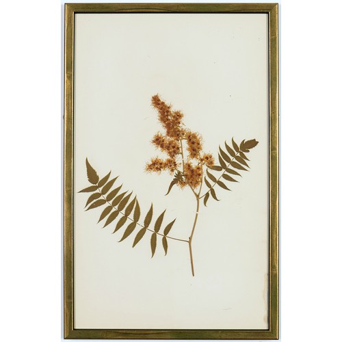 82 - 19TH CENTURY FRENCH HERBARIUM, a set of six, 40cm x 25cm each.