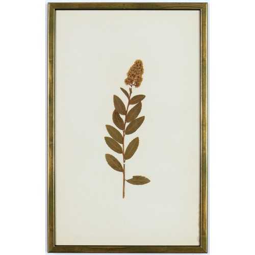 82 - 19TH CENTURY FRENCH HERBARIUM, a set of six, 40cm x 25cm each.