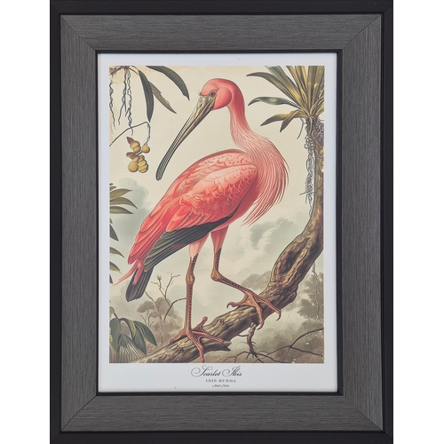 476 - CONTEMPORARY SCHOOL BIRD PRINTS, a pair, framed and glazed, 75cm H x 55cm. (2)