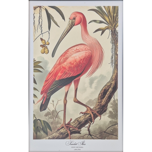 476 - CONTEMPORARY SCHOOL BIRD PRINTS, a pair, framed and glazed, 75cm H x 55cm. (2)