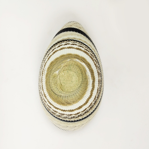 26 - YALOS MURANO GLASS BOWLS, a pair, swirl shell design, 42cm L x 25cm approx each. (2)