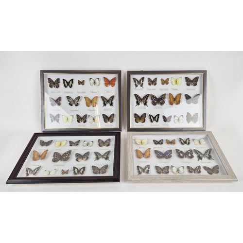 374 - FRAMED FAUX BUTTERFLY SPECIMENS, a set of four, 33cm H x 43cm W. (4)