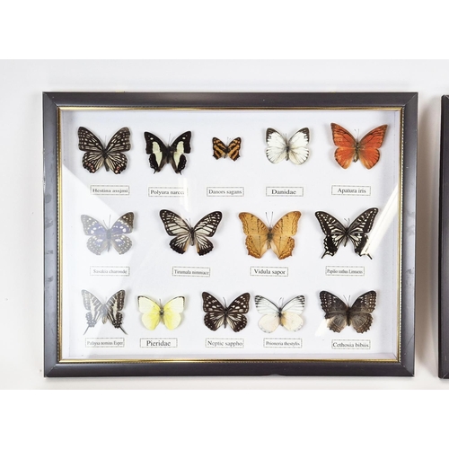 374 - FRAMED FAUX BUTTERFLY SPECIMENS, a set of four, 33cm H x 43cm W. (4)