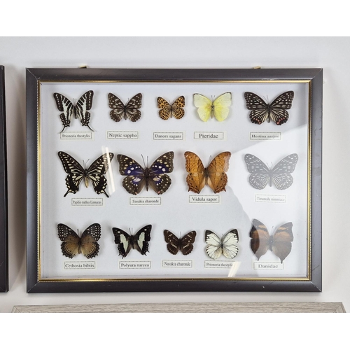 374 - FRAMED FAUX BUTTERFLY SPECIMENS, a set of four, 33cm H x 43cm W. (4)