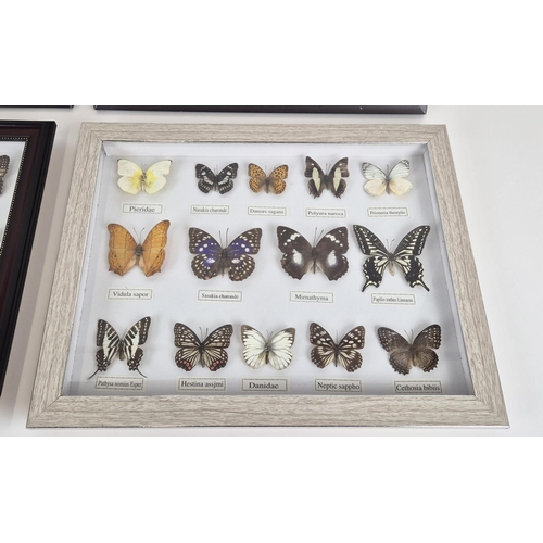 374 - FRAMED FAUX BUTTERFLY SPECIMENS, a set of four, 33cm H x 43cm W. (4)