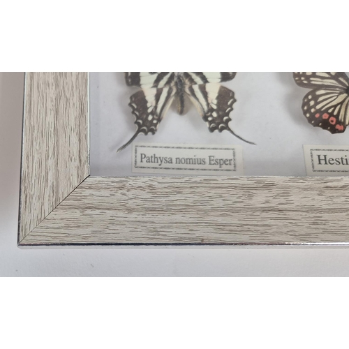 374 - FRAMED FAUX BUTTERFLY SPECIMENS, a set of four, 33cm H x 43cm W. (4)