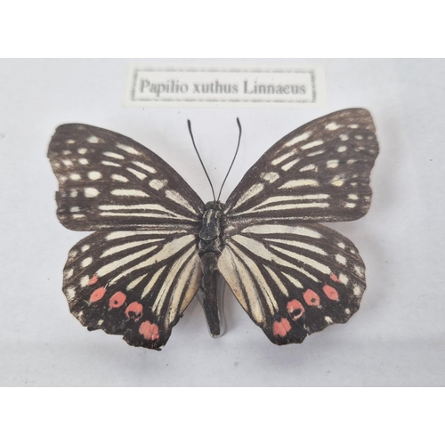 374 - FRAMED FAUX BUTTERFLY SPECIMENS, a set of four, 33cm H x 43cm W. (4)