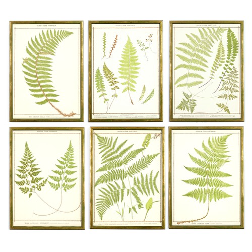 233 - FRANCIS GEORGE HEATH, a set of six, late 19th century life size ferns, rare chromolithographs, Itali... 