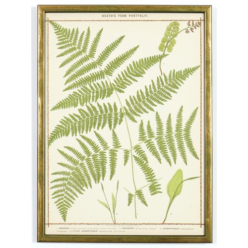 233 - FRANCIS GEORGE HEATH, a set of six, late 19th century life size ferns, rare chromolithographs, Itali... 