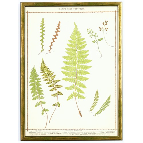 233 - FRANCIS GEORGE HEATH, a set of six, late 19th century life size ferns, rare chromolithographs, Itali... 