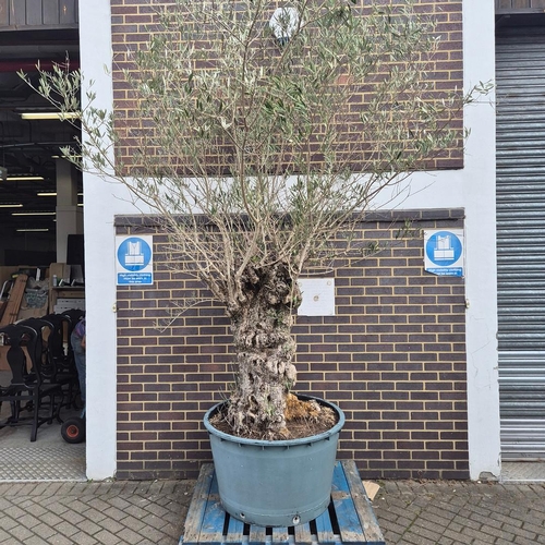 Lot 606       