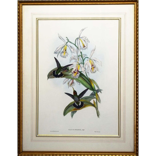 44 - JOHN GOULD (1804-1881). After. A SET OF FOUR ORNITHOLOGICAL PRINTS (4). each 72cm x 56cm, framed.