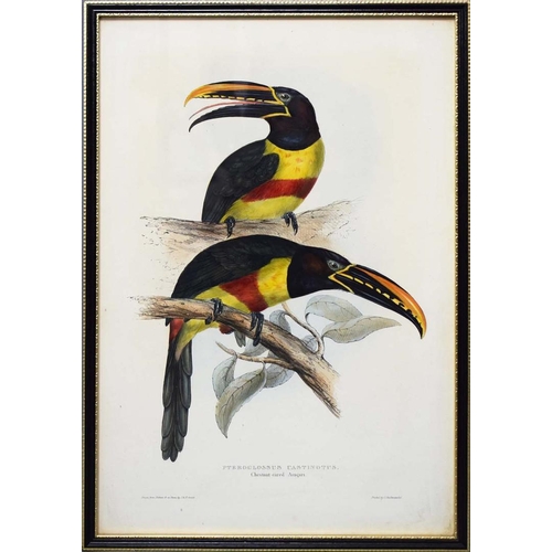 45 - JOHN GOULD (1804-1881). After. A SET OF THREE ORNITHOLOGICAL PRINTS (3). each 57cm x 39cm, framed.