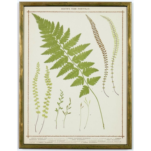 48 - FRANCIS GEORGE HEATH. A SET OF NINE LIFE SIZE 19TH CENTURY BRITISH FERNS RARE CHROMOLITHOGRAPHS. 38c... 