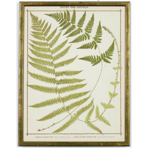 48 - FRANCIS GEORGE HEATH. A SET OF NINE LIFE SIZE 19TH CENTURY BRITISH FERNS RARE CHROMOLITHOGRAPHS. 38c... 