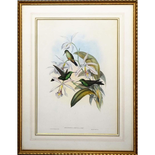 44 - JOHN GOULD (1804-1881). After. A SET OF FOUR ORNITHOLOGICAL PRINTS (4). each 72cm x 56cm, framed.