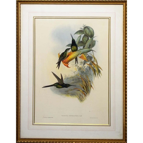 44 - JOHN GOULD (1804-1881). After. A SET OF FOUR ORNITHOLOGICAL PRINTS (4). each 72cm x 56cm, framed.