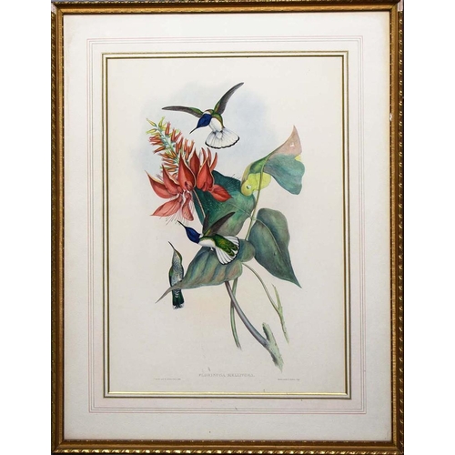 44 - JOHN GOULD (1804-1881). After. A SET OF FOUR ORNITHOLOGICAL PRINTS (4). each 72cm x 56cm, framed.